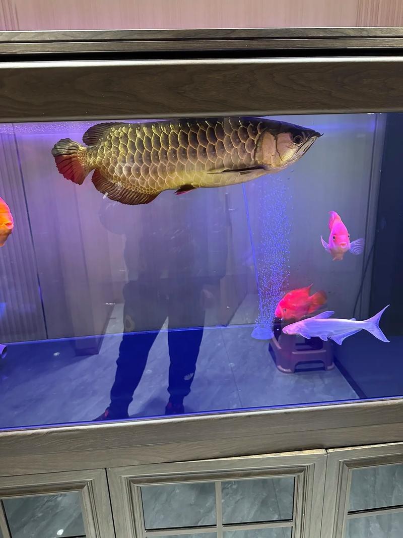 火龍魚可以和熱帶魚混養嗎圖片大全視頻 龍魚百科 第39張 火龍魚可以和熱帶魚混養嗎圖片大全視頻 火龍魚可以和熱帶魚混養嗎圖片大全視頻 龍魚百科 第39張