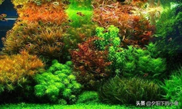 魚缸濾材性價比（火山石過濾效果如何底砂維護的正確方法） 魚缸濾材性價比（火山石過濾效果如何底砂維護的正確方法） 龍魚百科 第3張