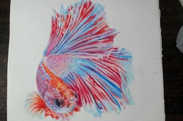 魚缸彩鉛畫：彩鉛畫魚缸簡筆畫 魚缸彩鉛畫：彩鉛畫魚缸簡筆畫 魚缸百科 第2張