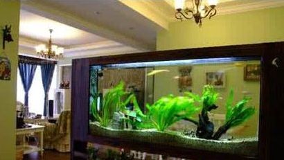 店里魚缸擺放位置能不能對店門（風水學中魚缸擺放位置在風水學中的心理暗示效應）