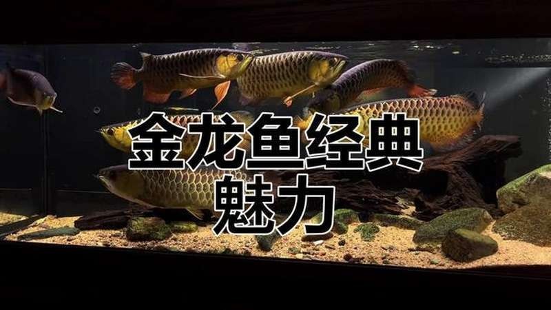 如何找到更多金龍魚視頻？