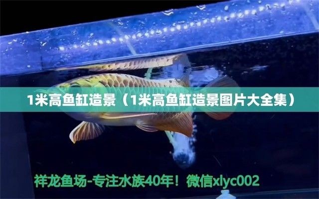 一米魚缸設計圖紙圖片,一米魚缸側濾diy教程 魚缸百科 第1張 一米魚缸設計圖紙圖片,一米魚缸側濾diy教程 一米魚缸設計圖紙圖片,一米魚缸側濾diy教程 魚缸百科 第1張