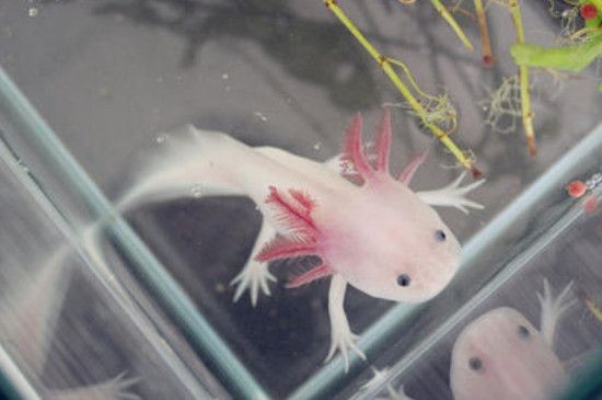 小魚臭了還能喂六角龍魚嗎（六角龍魚喂養需要注意什么？）