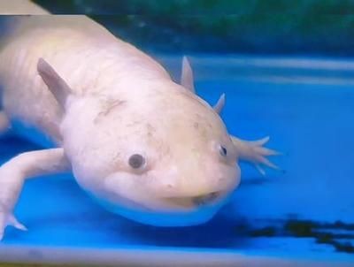 小魚臭了還能喂六角龍魚嗎（六角龍魚喂養需要注意什么？）