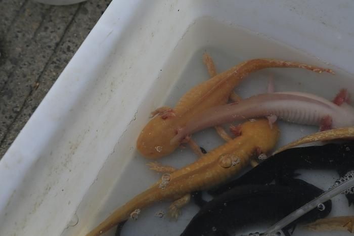 小魚臭了還能喂六角龍魚嗎（六角龍魚喂養需要注意什么？）