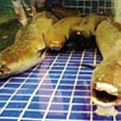 淡水石頭魚 淡水石頭魚 龍魚論壇 第1張