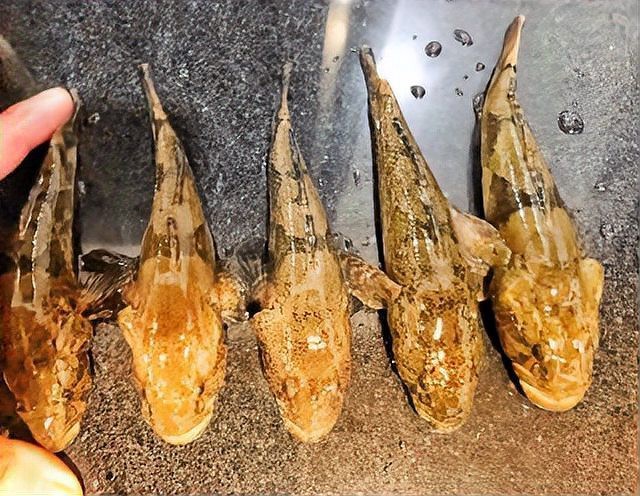 淡水石頭魚 淡水石頭魚 龍魚論壇 第2張