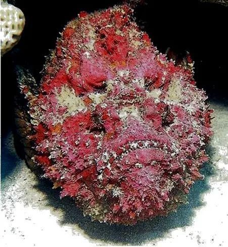淡水石頭魚 淡水石頭魚 龍魚論壇 第5張