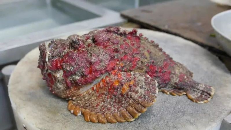 淡水石頭魚 淡水石頭魚 龍魚論壇 第6張