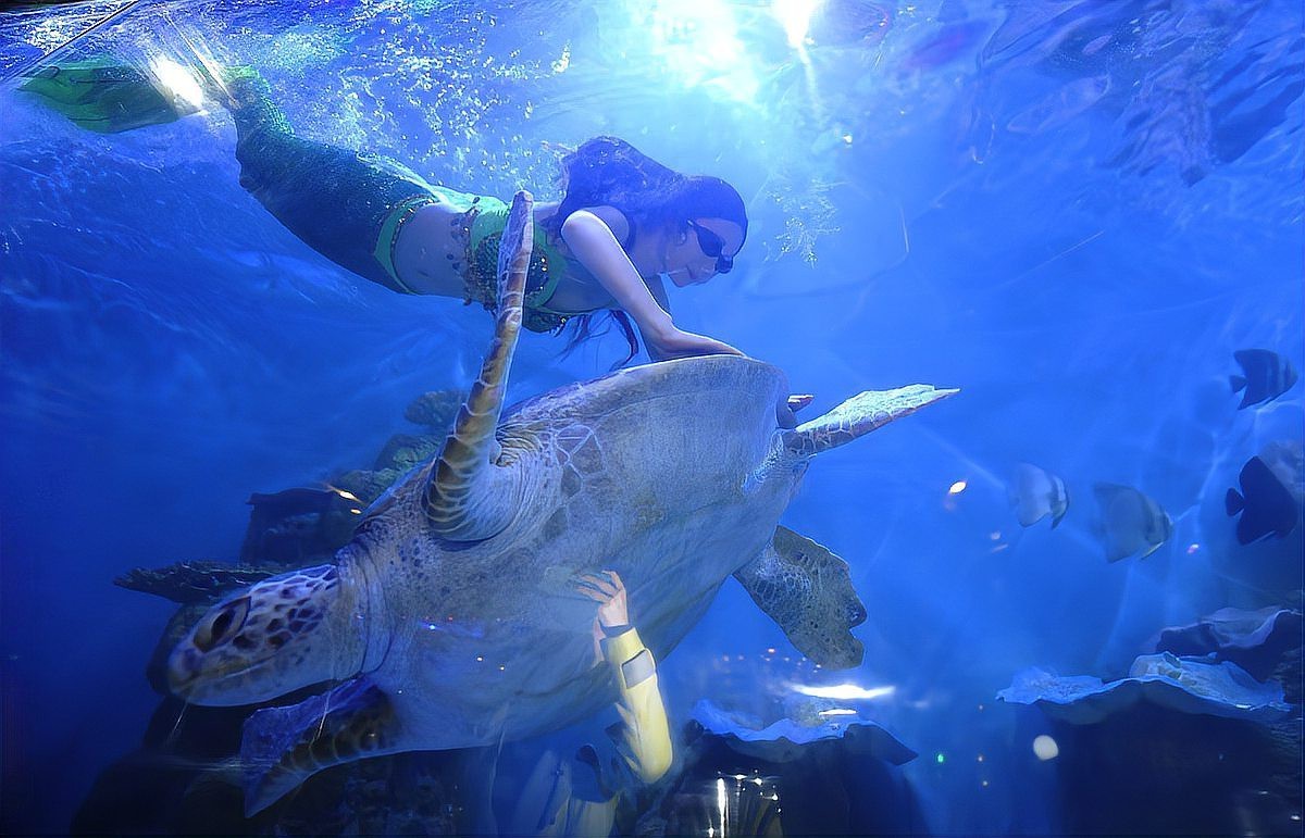 三亞潛水多少錢一位 三亞潛水多少錢一位 龍魚論壇 第6張