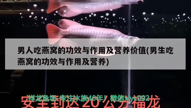 印尼銀龍魚(世界上有沒有銀龍魚) 印尼銀龍魚(世界上有沒有銀龍魚) 銀龍魚百科 第1張
