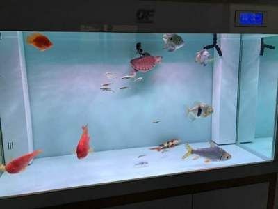 皇冠三間屬于哪層魚(yú)缸內(nèi)（皇冠三間的起源與分布）