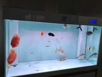 皇冠三間屬于哪層魚(yú)缸內(nèi)（皇冠三間的起源與分布）