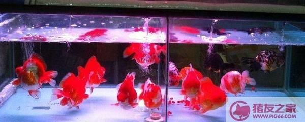 鳳尾魚的魚缸擺放位置和風水學中的方位禁忌和禁忌：養(yǎng)鳳尾魚用什么魚缸比較合適 鳳尾魚的魚缸擺放位置和風水學中的方位禁忌和禁忌：養(yǎng)鳳尾魚用什么魚缸比較合適 魚缸百科