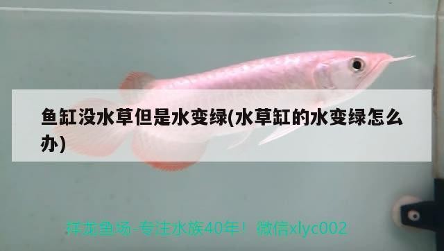 銀龍魚的顏色變化銀龍魚的顏色變異原因摘要銀龍魚的顏色變異，銀龍魚不是銀色的嗎銀龍魚的顏色變化銀龍魚的顏色變異原因