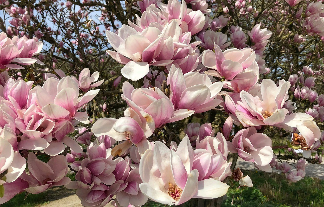 岳陽經濟技術開發區百卉草堂花卉經營部岳陽花卉基地
