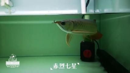 龍魚吃大麥蟲能否發色(大麥蟲對龍魚成長有益,但它并不是促進龍魚發色的最佳選擇) 龍魚百科 第1張 龍魚吃大麥蟲能否發色(大麥蟲對龍魚成長有益,但它并不是促進龍魚發色的最佳選擇) 龍魚吃大麥蟲能否發色(大麥蟲對龍魚成長有益,但它并不是促進龍魚發色的最佳選擇) 龍魚百科 第1張