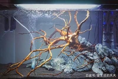 樹根 魚缸：樹根在魚缸中的作用及其對水質的影響