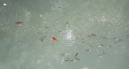龍魚浮出水面咬空氣會死嗎為什么：龍魚浮出水面咬空氣會死嗎