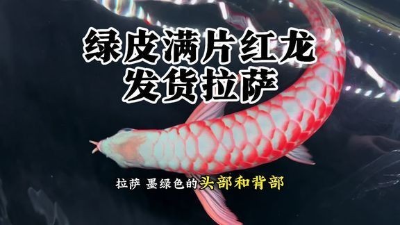 哪里可以找到更多龍魚比賽視頻？