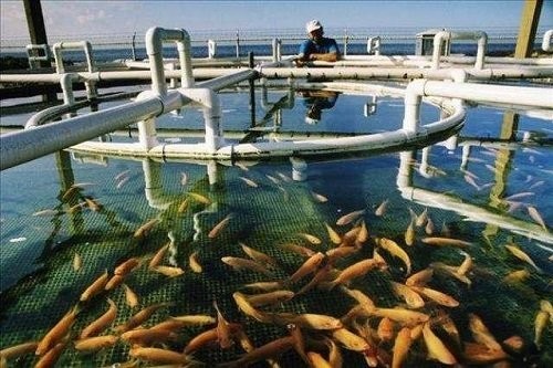 冠軍血統金龍魚如何養護？
