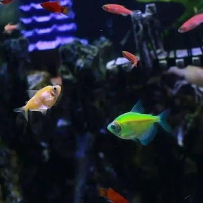 景縣杜橋魚樂園水族館（景縣杜橋魚樂園水族館電話）