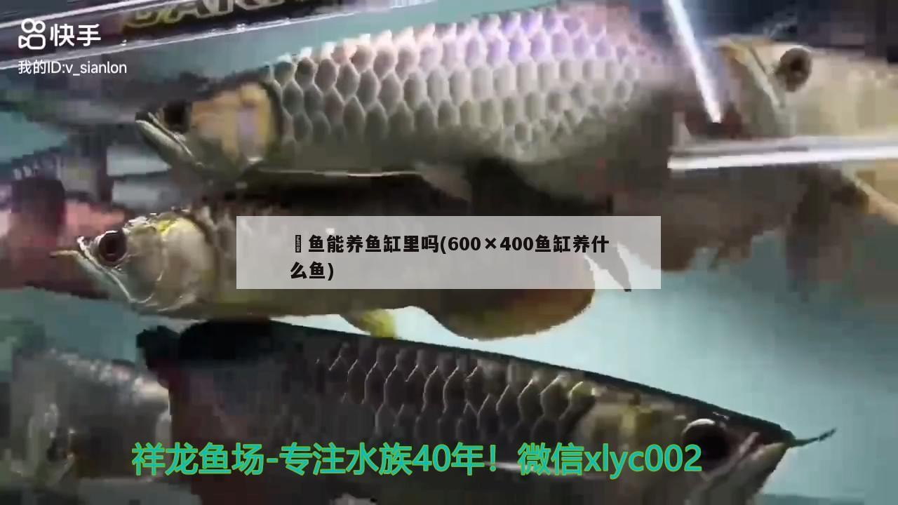 家庭養銀龍魚好嗎風水好嗎（養銀龍魚的風水學）