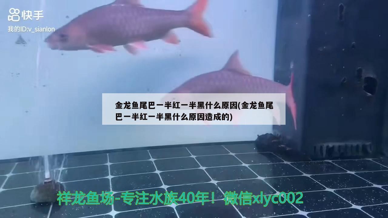 家庭養銀龍魚好嗎風水好嗎（養銀龍魚的風水學）