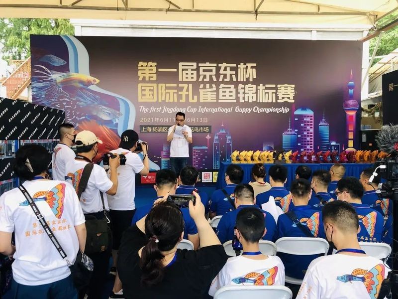 孔雀魚比賽評分細則具體是什么？