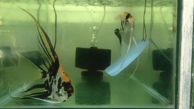 魚缸水黃的幾種處理方法：觀賞魚缸水變黃的幾種處理方法：魚缸水黃的幾種處理方法