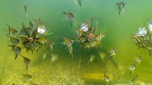 龍魚升溫后需要多久適應，如何判斷龍魚是否適應新環(huán)境？