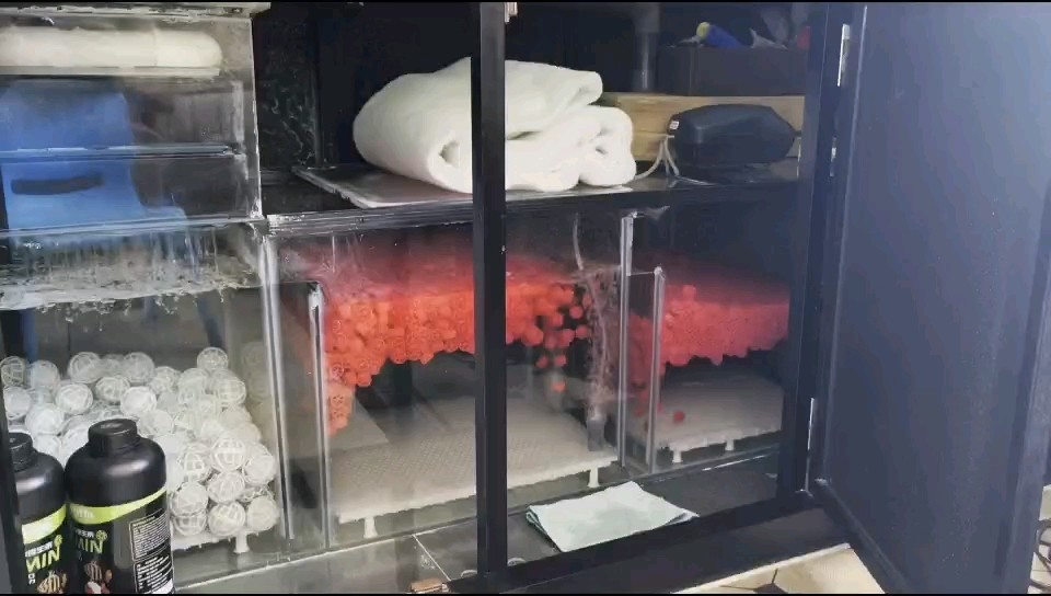 龍魚抽搐后如何急救處理？（龍魚抽搐后，急救處理至關重要，應立即將龍魚從水中取出）