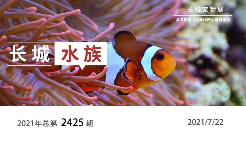 如何參加“長城杯”水族賽事？