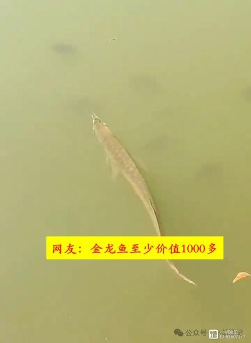 廣州龍魚價格范圍是多少? 2025長城杯龍魚大賽 第9張 廣州龍魚價格范圍是多少? 廣州龍魚價格范圍是多少? 2025長城杯龍魚大賽 第9張