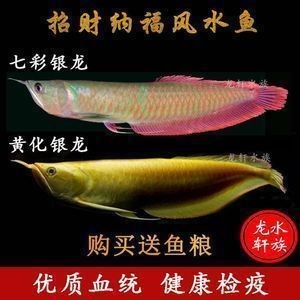 紅眼白子銀龍魚圖片價格(紅眼白子銀龍魚是什么意思)