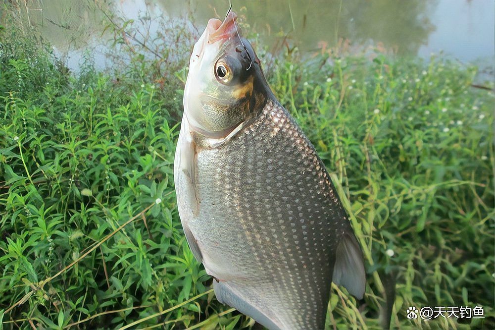 魚嘴朝向最忌三個地方 魚嘴朝向最忌三個地方 龍魚論壇 第4張