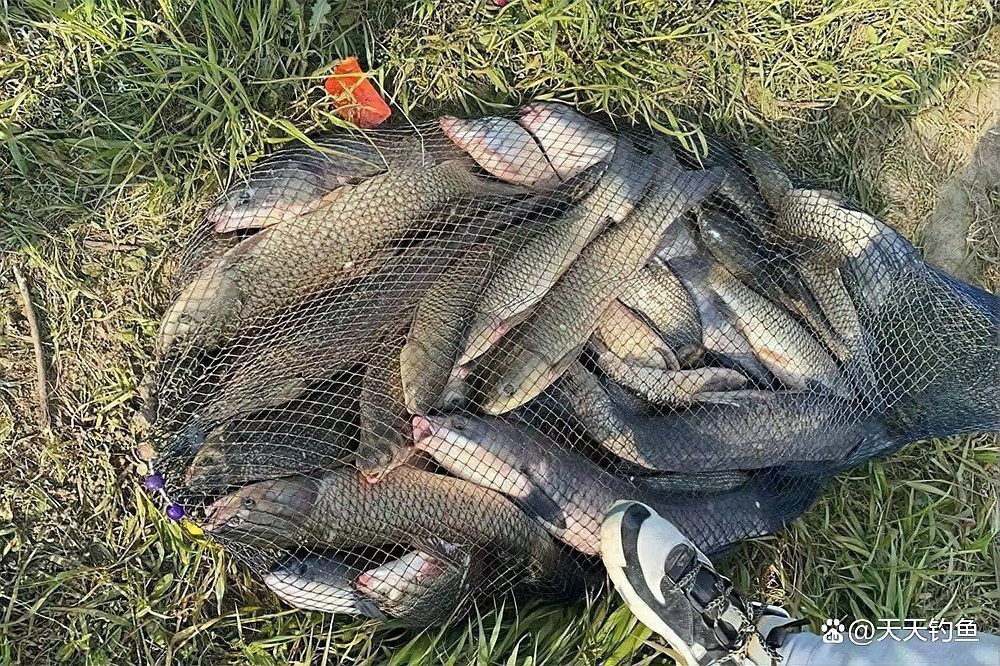 魚嘴朝向最忌三個地方 魚嘴朝向最忌三個地方 龍魚論壇 第5張