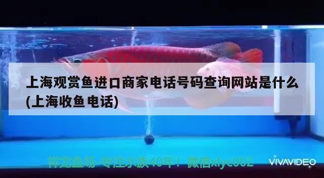 <strong><mark>喀喇沁</mark></strong>旗水精靈魚缸店