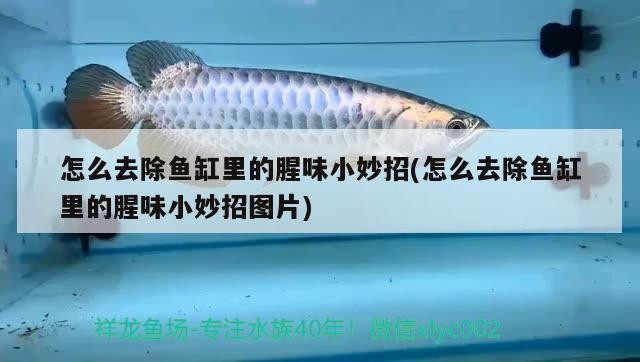 喀喇沁旗水精靈魚缸店