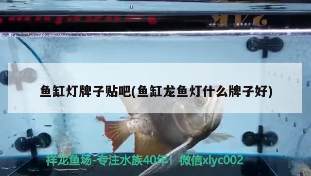 銀龍魚喂什么比較好養活呢（銀龍魚喂什么比較好養活呢）