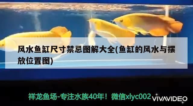 銀龍魚喂什么比較好養活呢（銀龍魚喂什么比較好養活呢）