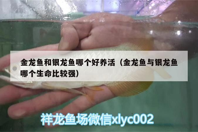金龍魚和銀龍魚哪個好養活（金龍魚與銀龍魚哪個生命比較強）