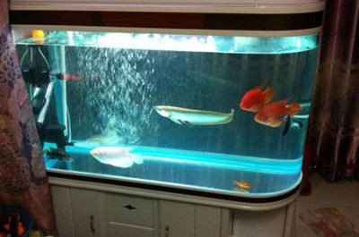 魚缸水質管理的重要性：自來水養魚的誤區與技巧