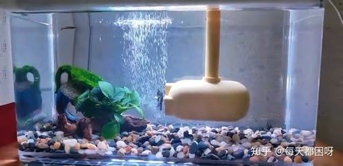 德克魚缸什么樣德克魚缸什么樣德克魚缸值得買嗎：德克小魚缸評測