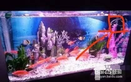 魚缸出水方式：魚缸出水方式介紹 魚缸出水方式：魚缸出水方式介紹 魚缸百科 第3張