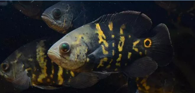十大名貴野生地圖魚