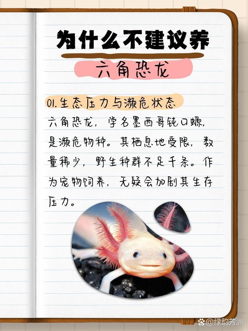 為什么沒人養(yǎng)恐龍魚