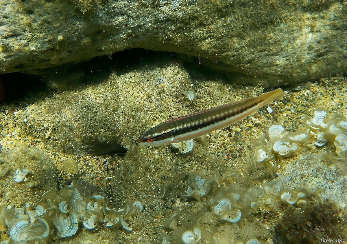 虎魚(yú)苗為什么那么難養(yǎng) 虎魚(yú)苗為什么那么難養(yǎng) 龍魚(yú)論壇 第1張