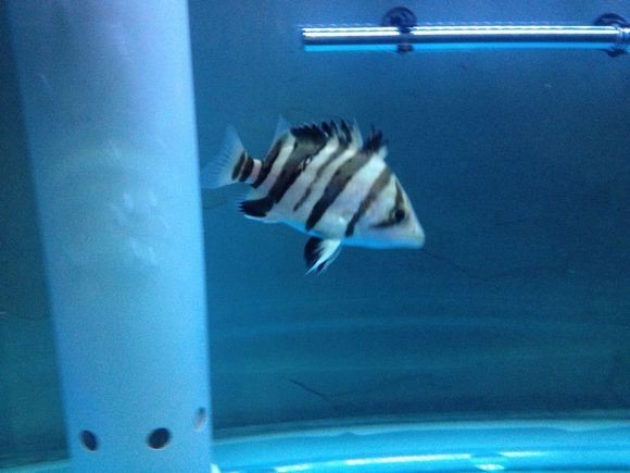 虎魚(yú)苗為什么那么難養(yǎng) 虎魚(yú)苗為什么那么難養(yǎng) 龍魚(yú)論壇 第9張