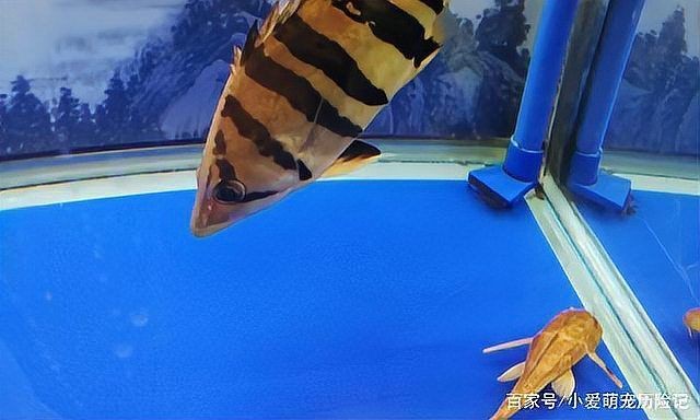 虎魚(yú)苗為什么那么難養(yǎng) 虎魚(yú)苗為什么那么難養(yǎng) 龍魚(yú)論壇 第12張